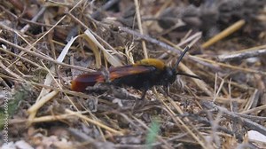 Mammoth wasp (Megascolia maculata, female, largest Hymenoptera) moves through dung in search of rhinoceros beetle (Oryctes nasicornis) larva. Coastal dune of Azov Sea. Arabatskaya strelka, Crimea