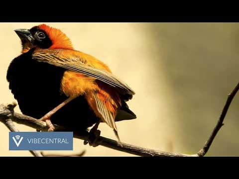 Toto - Africa (Diezeo Remix) [Deep House]