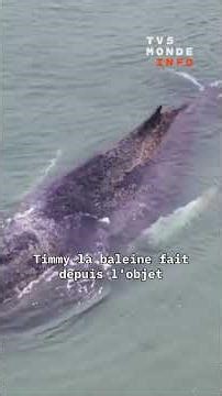 🐳 Mer du Nord : pas de signe de la baleine Timmy