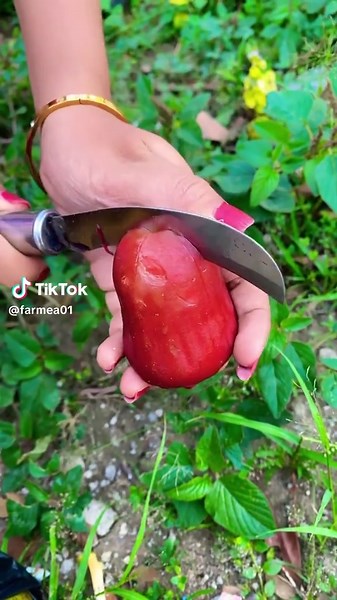 #fruit #asmr #garden
