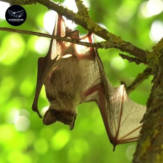 The Only Mammal That Can Truly Fly 😳🦇