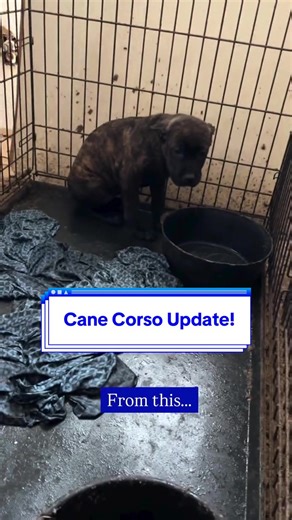 Today, we're remembering a day back in February that forever changed us-and a group of dogs who desperately needed someone to fight for them. Last June, we worked with our rescue partners to save more than 40 dogs from a single property. Despite the alarming conditions, authorities were unable to make an arrest or pursue prosecution because current laws prevented the removal of all 40  dogs at once. It was heartbreaking, but we hoped it would be enough to stop the cruelty. Then, months later, we