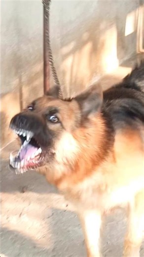 German shepherd dog barking sound angry dog barking #dogsound #dogvideos #shorts #germanshepherd