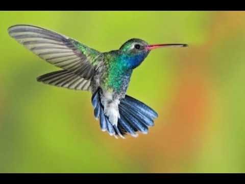 Post-bop meets Brazilian soul. Two guitars reimagine Beija Flor