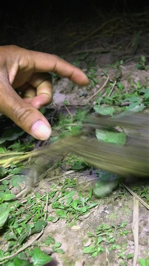 Jump funny laugh #shortsvideo #frogjump #animation