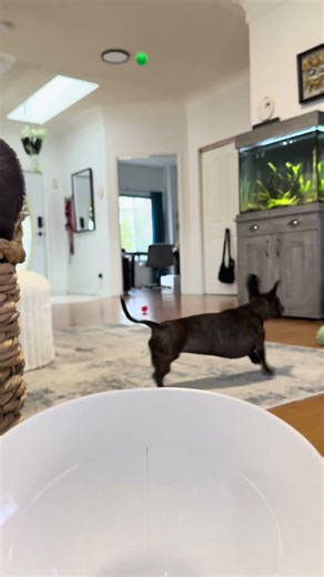 Dachshund and Her Automatic Ball Launcher