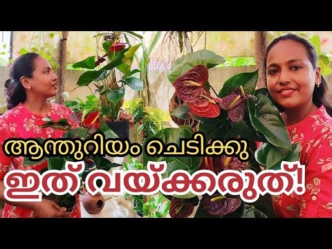 Anthurium plants care malayalam| flowering anthurium tips|anthurium malayalam|how to care anthurium