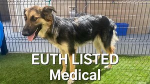 42K views · 4.3K reactions | Happy Update: Apollo had surgery and was...