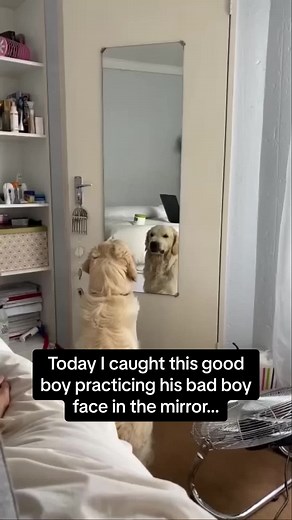 The Most Angry Golden Retriever - Funny Moments