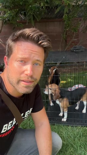 179K views · 26K reactions | Testing lab Beagles getting to touch grass and be outside foe the first time in their lives. This is due to the amazing efforts of @beaglefreedom It’s so special to get to be a part of this moment. Love all the work they do. #beagles #dogs #rescue | Nathan The CatLady | Facebook