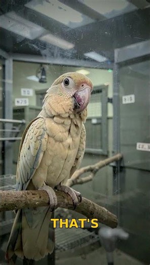 Habitat destruction causes 85% of extinctions nobody talks about