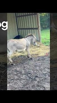 Donkey Making Music With His Squeaky Chicken || ViralHog