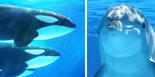 WATCH: incredible drone footage shows orcas and dolphins hunting together for the first time