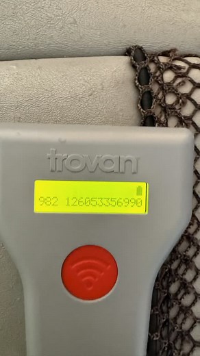 11 reactions | The one that couldn’t stay away…#muskellunge number 982.126053356990 was one of several caught multiple times this summer. This male was originally tagged in 2019 at 43.1 inches, was caught by an angler June 30 at 45 inches, and then caught again by a different angler on October 7 at 45.5 inches! . . . #tagreturntuesday #muskyfishing #muskiefishing #esox #minnesotamuskies | Kamden Glade | Facebook