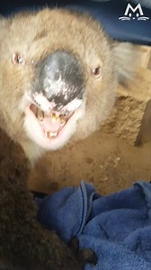 18K views · 87 reactions | Have you ever heard a koala bear growling? It's terrifying Credit: Newsflare | Meow! | Facebook