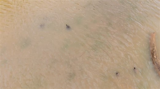 Turtles, Reptiles, Animals. Free Stock Video