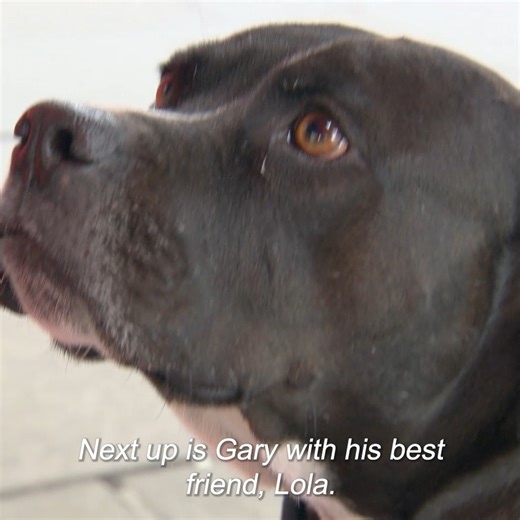 Free vet care for pets on the street ❤️ | Vet On The Hill