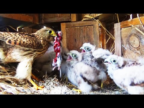 Kestrel Falcon - Nesting life and interesting facts + English subtitles