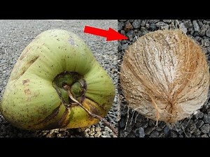 How to Remove the Green Shell From a Coconut:: Deliciously Coconut