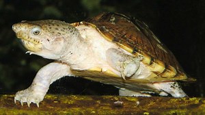 Watch What's a Razorback Musk Turtle? on Amazon Live