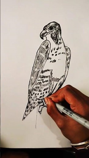 Drawing a Falcon 🦅 | Powerful Bird Art | Step-by-Step Sketch