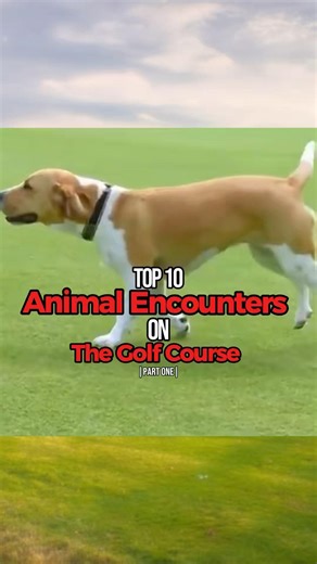 Top 10 Animal Encounters On The Golf Course | Part One |