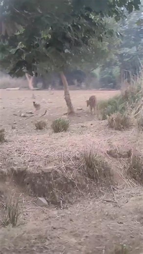 Jungle Mein Hiran #king #lion #viral #zoo #shorts #anime