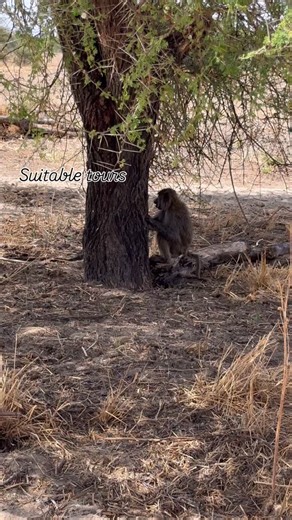 Baboons eats acacia gum (sap) as a significant part of their diet, particularly during the dry season when other food sources are scarce. This behavior is a form of gummivory, and it helps them supplement their diet with carbohydrates and minerals. #tourism #tourist #tour #travelling #travelblogger #traveller #bird #wild #wildlifephotography #wildrift #wildlife | Suitable Tanzania Tours & Safaris | Facebook