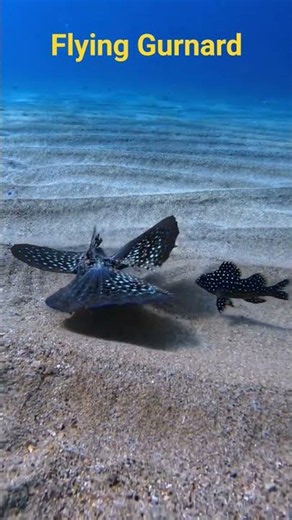 Flying Gurnard Family: The Ocean's Underwater Butterflies 🐟🦋