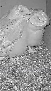 So Cute! 🥺 Owl Beak Kiss