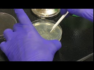 Making High Titer lysates