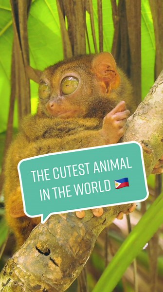 Bohol – We Found the Cutest Animal (Tarsier)