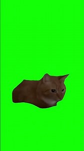 meme cat boing boing #meme #cat #catmemes #kucinglucu #kucingmeme #mentahan #memes #trending