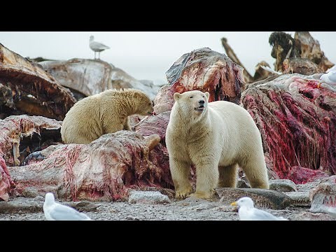 Polar Bear Stands Her Ground to Feed Her Cubs | Life | BBC Earth