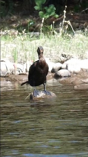 Double-crested Cormorant #birds #wildlife #nature