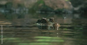 Crocodile's eyes and snout emerging from water surface, blending with the natural environment, creating a sense of lurking danger