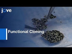 Functional Cloning Using Xenopus Oocyte Expression System l Protocol Preview
