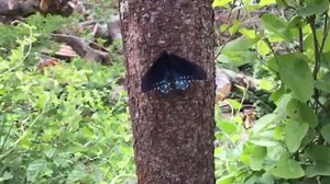 2.2K views · 18 reactions | Have you seen our latest Deep Look video on the hungry hungry caterpillar that morphs into a beautiful butterfly? See a bit on how it was made! | KQED Science | Facebook