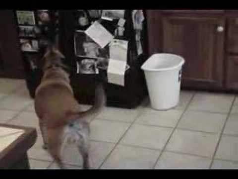 The Best Beer Fetching Dog on Youtube!