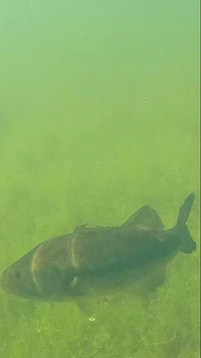 Greatest Underwater Largemouth Bass Eat EVER! #shorts