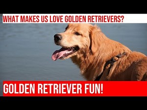 Golden Retriever Agility Fails: Cuteness Overload!