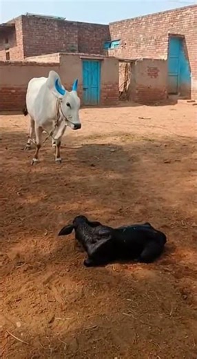 Mother Cow vs Leopard: Unbelievable Rescue! 🐄🐆 #Shorts