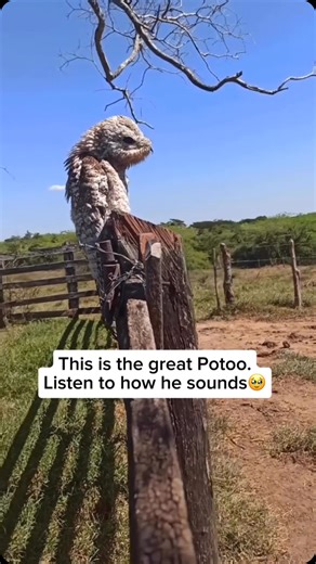 Wildlife and Rescue on Instagram: "The great potoo is a nocturnal bird known for its incredible camouflage and eerie calls. Native to Central and South America, it blends seamlessly into tree branches during the day. At night, it lets out haunting, moaning sounds that echo through the forest, often described as ghostly or mournful. This unique call helps it communicate with others while adding to the mysterious aura of this elusive bird. Credit unknown Please DM us for credit #wildlife #animals 