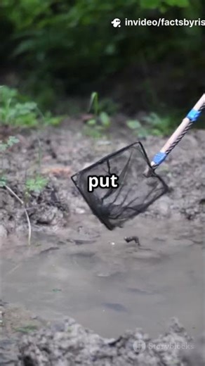 Meet the Mighty Goliath Frog: Nature's Giant!
