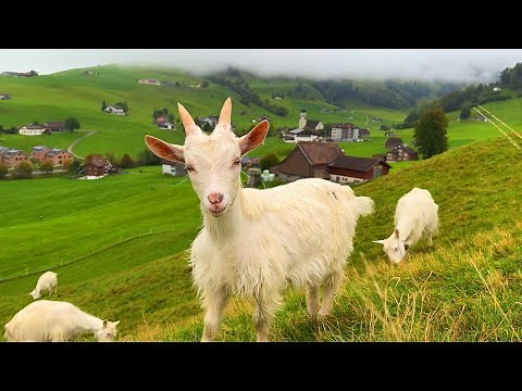 Life in Switzerland's Heavenly village - Relaxing walk in the most beautiful Swiss countryside