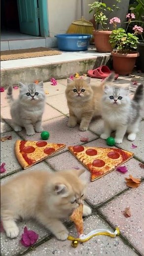 Gattini Persiani Irresistibili che Giocano! 🐱❤️