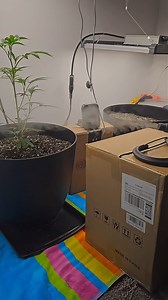 7.4K views · 68 reactions | Veg growing with MarsHydro FC-E1500 LED Grow Light and 5L Humidifier.華 @xfactorcultivation420 | Mars Hydro LED | Facebook