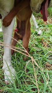 The most beautiful moments #dog #Chihuahua #beautiful 🫣💥🔥🔥🔥 | Bruno dogs