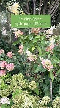 Pruning Spent Hydrangea Blooms in Late Summer