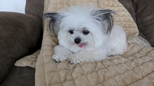 127K views · 2.1K shares | I like the little grunty noises. Watch...